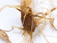 Pomme de terre - Fusariose vasculaire (Fusarium oxysporum)