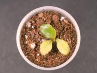 Laitues - Fonte des semis (Pythium sp.)