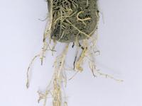 Laitues - Pourriture des racines (Pythium dissotocum)