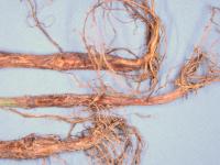 Haricot - Rhizoctone commun (Rhizoctonia solani)_2