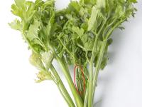 Céleri - Anthracnose (Colletotrichum acutatum)