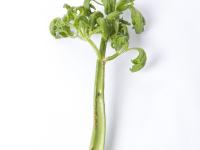 Céleri - Anthracnose (Colletotrichum acutatum)