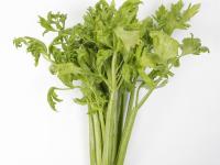 Céleri - Anthracnose (Colletotrichum acutatum)