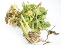 Céleri - Fusariose vasculaire (Fusarium oxysporum)
