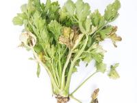 Céleri - Fusariose vasculaire (Fusarium oxysporum)