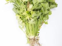 Céleri - Fusariose vasculaire (Fusarium oxysporum)