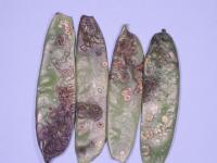Pois - Ascochytose (Ascochyta pisi)_5