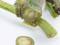 Aubergine - Verticilliose (Verticillium dahliae)