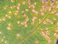 Cerise de terre - Alternariose (Alternaria alternata)