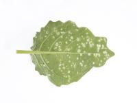 Cerise de terre - Tache cercosporéenne (Cercospora sp.)