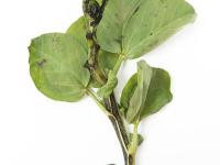 Gourgane - Pourriture fusarienne (Fusarium oxysporum)