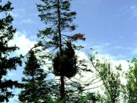 Arbres de Noël (sapins) - Rouille balai de sorcière (Melampsorella caryophyllacearum)