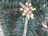Arbres de Noël (sapins) - Rouille balai de sorcière (Melampsorella caryophyllacearum)