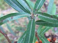 Argousier - Anthracnose (Colletotrichum acutatum)