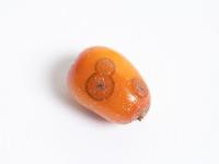 Argousier - Anthracnose (Colletotrichum acutatum)