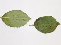 Cerise - Tache septorienne (Septoria sp.)