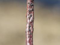 Noisetier - Brûlure orientale du noisetier (Anisogramma anomala)