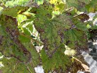 Cassis - Tache septorienne (Septoria ribis)