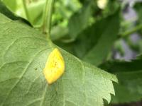 Sureau blanc - Rouille (Puccinia sambuci)