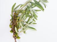 Argousier - Anthracnose (Colletotrichum acutatum)