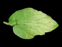 Tomate - Virus de la mosaïque du pépino (PepMV)