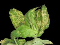 Lychnis - Virus de la tache nécrotique de l'impatiente (INSV)
