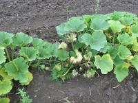 Courges - Flétrissement bactérien (Erwinia tracheiphila)