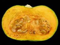 Courges - Pourriture molle bactérienne (Pectobacterium carotovorum)