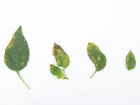 Poivron - Moucheture bactérienne (Pseudomonas syringae pv. tomato)