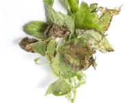 Haricot - Graisse bactérienne (Pseudomonas syringae pv. syringae)_2