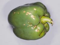 Poivron - Chancre bactérien (Clavibacter michiganensis subsp. michiganensis)