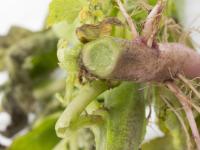Pomme de terre - Jambe noire (Pectobacterium atrosepticum)