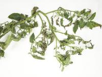 Tomate - Chancre bactérien (Clavibacter michiganensis subsp. michiganensis)