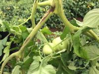 Tomate - Moelle noire (Pseudomonas corrugata)