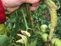 Tomate - Moelle noire (Pseudomonas corrugata)
