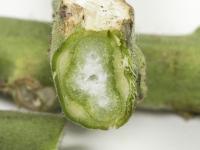 Tomate - Chancre bactérien (Clavibacter michiganensis subsp. michiganensis)