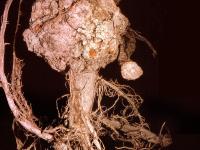 Pomme - Tumeur du collet (Agrobacterium tumefaciens)