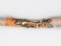 Pomme - Coulure bactérienne (Pseudomonas syringae pv. syringae)