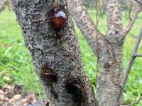 Cerise - Coulure bactérienne (Pseudomonas syringae pv. syringae)