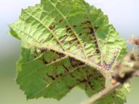Noisetier - Brûlure bactérienne (Xanthomonas arboricola pv. corylina)