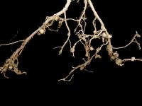 Bégonias - Nématode cécidogène (Meloidogyne sp.)