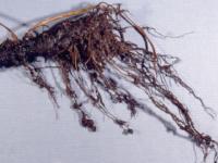 Bégonias - Nématode cécidogène (Meloidogyne sp.)