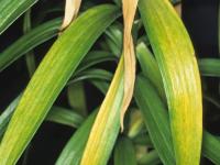Lis - Nématode foliaire (Aphelenchoides sp.)