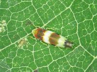 Cicadelle de la vigne (Erythroneura vitis)_2