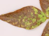 Soya - Pustule bactérienne (Xanthomonas axonopodis pv. glycines)