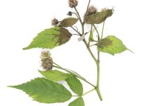 Framboise - Brûlure bactérienne (Erwinia amylovora)