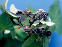 Framboise - Brûlure bactérienne (Erwinia amylovora)