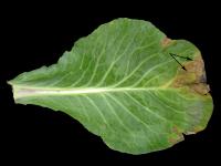 Chou pommé - Nervation noire (Xanthomonas campestris pv. campestris)