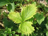 Fraise - glyphosate (9)_2