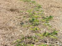 Fraise - glyphosate (9)_6